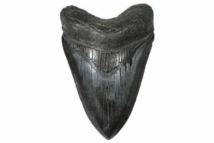 Fossil Megalodon Tooth - South Carolina #367966